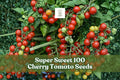 Super Sweet 100 Cherry Tomato Seeds | Solanum lycopersicum | Easy Grow, Prolific, Bright Red Fruit, 100+ Seeds