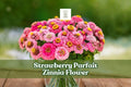 Strawberry Parfait Zinnia Seeds | Pink & White Flower Seeds | Zinnia elegans | Annual Garden Seeds for Borders & Cut Flowers