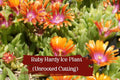 Unrooted Ruby Ice Plant Cuttings – Delosperma cooperi Drought-Tolerant Ground Cover for Rock Gardens & Containers