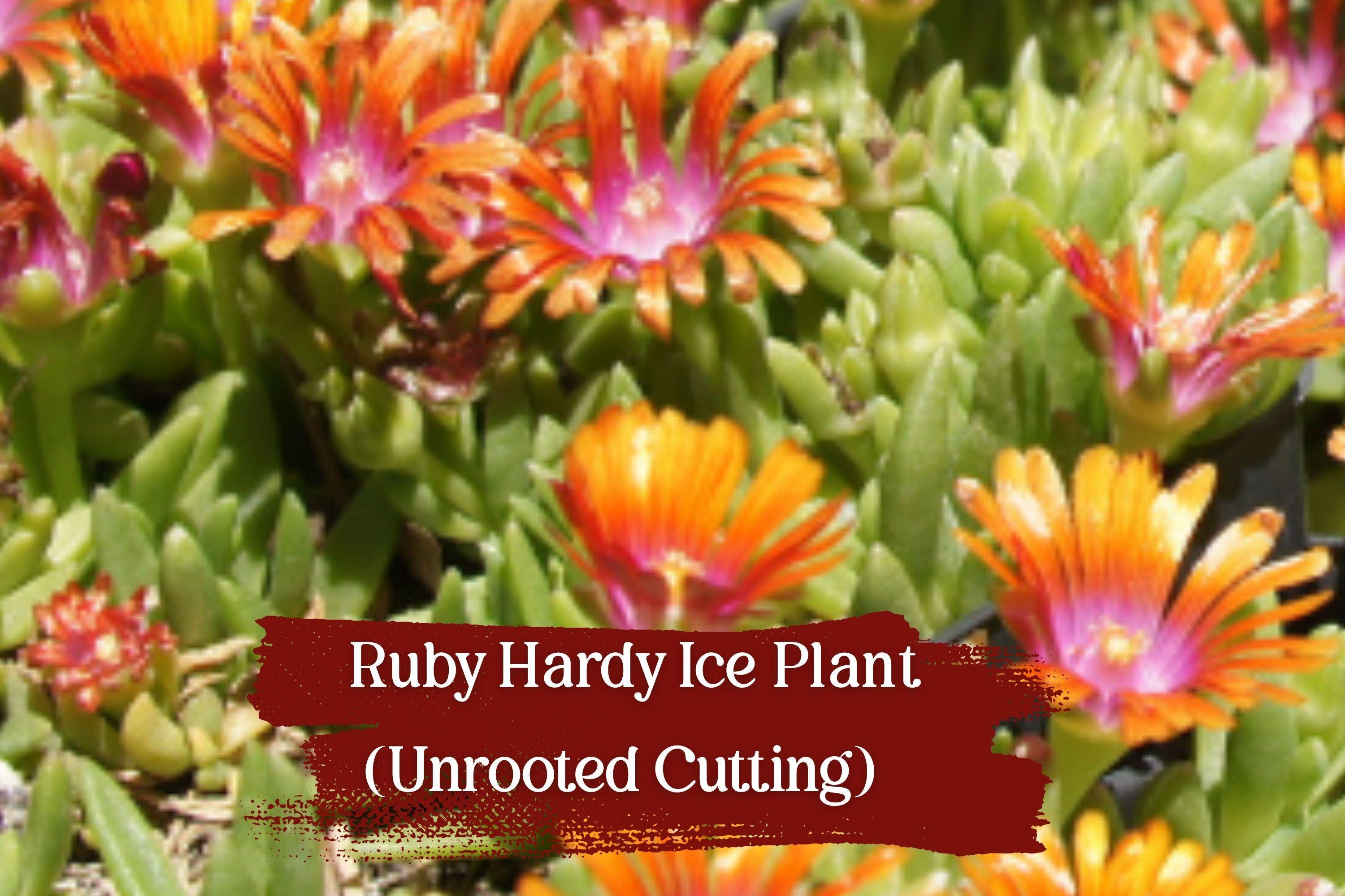 Unrooted Ruby Ice Plant Cuttings – Delosperma cooperi Drought-Tolerant Ground Cover for Rock Gardens & Containers