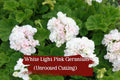 White and Light Pink Geranium Cuttings - Pelargonium spp. - Fragrant, Double White Blooms, Drought Tolerant, Container & Garden Plant