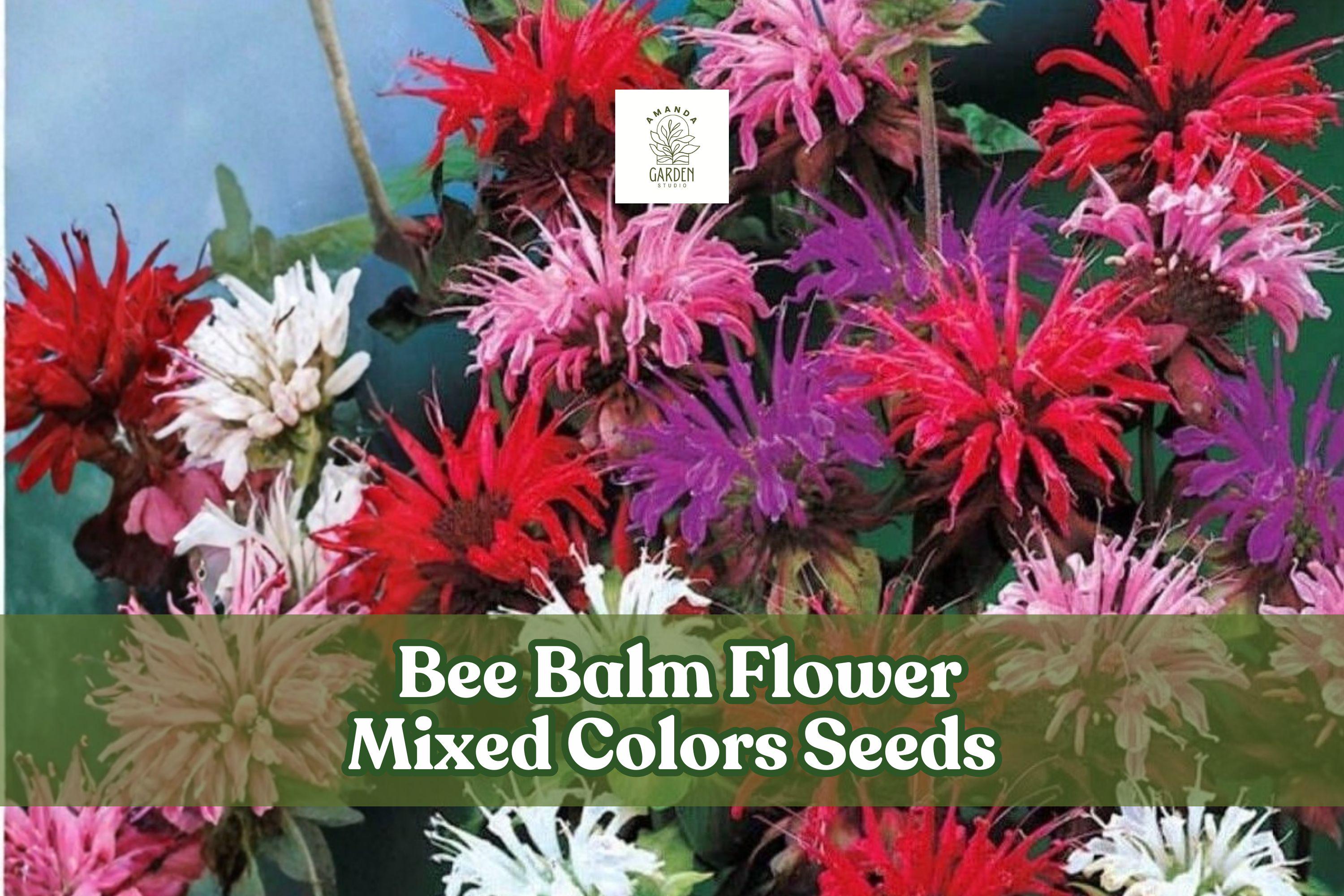 50 Bee Balm Flower Seeds Monarda Didyma Mixed Colors Pollinator Perennial Seeds