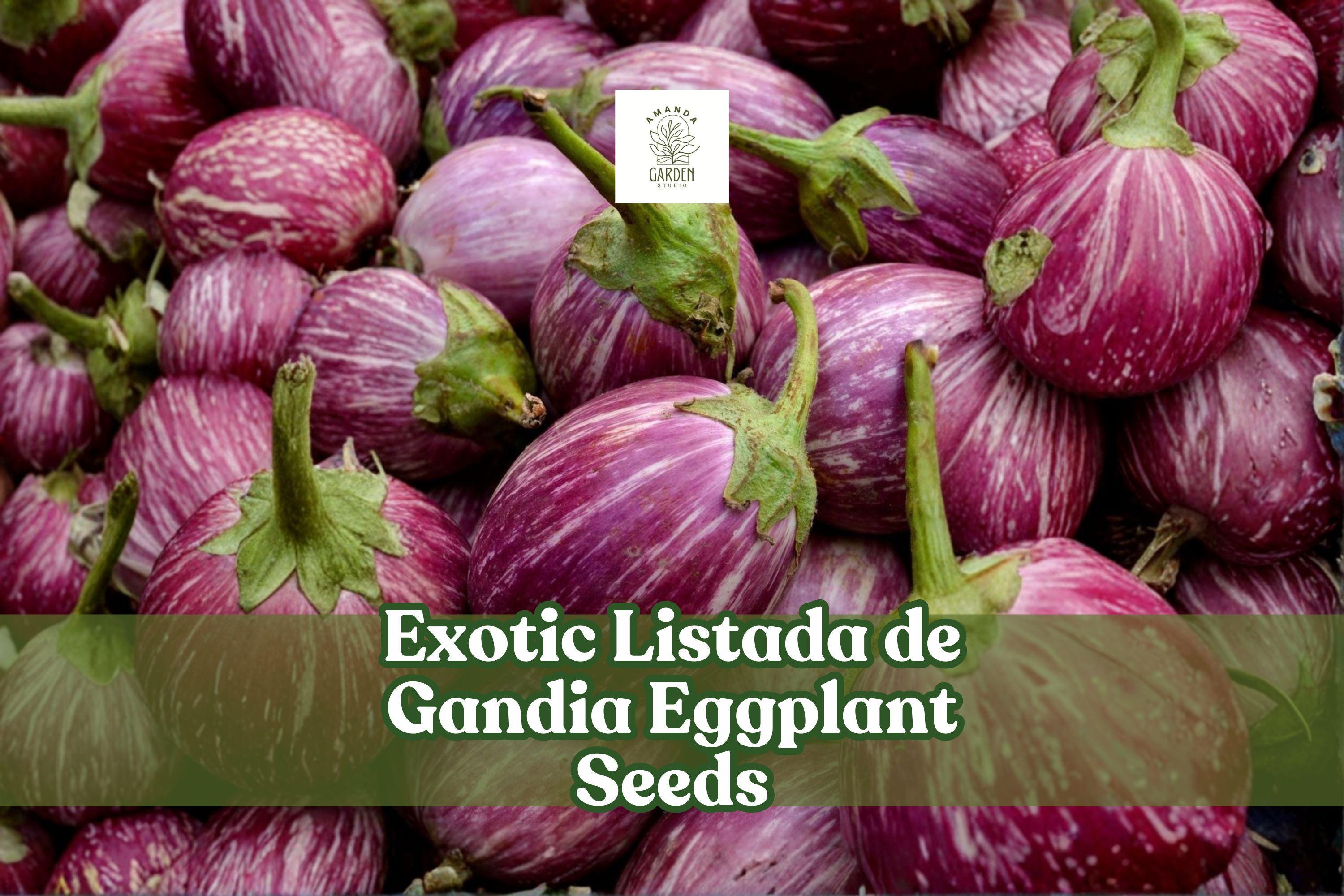 Listada de Gandia Eggplant Seeds | Heirloom Striped Aubergine | Solanum melongena | 50+ Seeds
