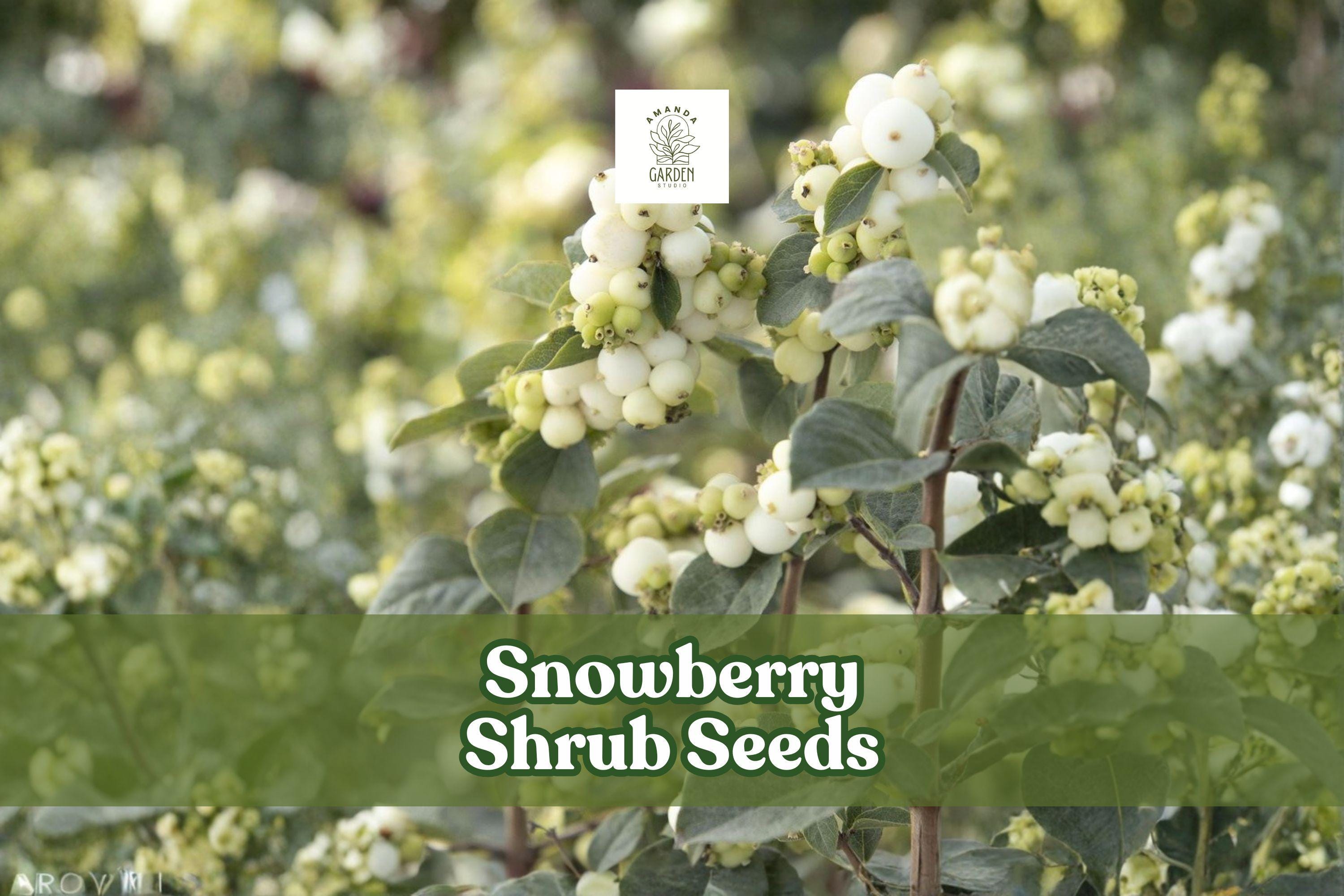 Snowberry Shrub Seeds 50+ | White Berries, Ornamental Hedge, Symphoricarpos albus, Non-GMO, USA Grown
