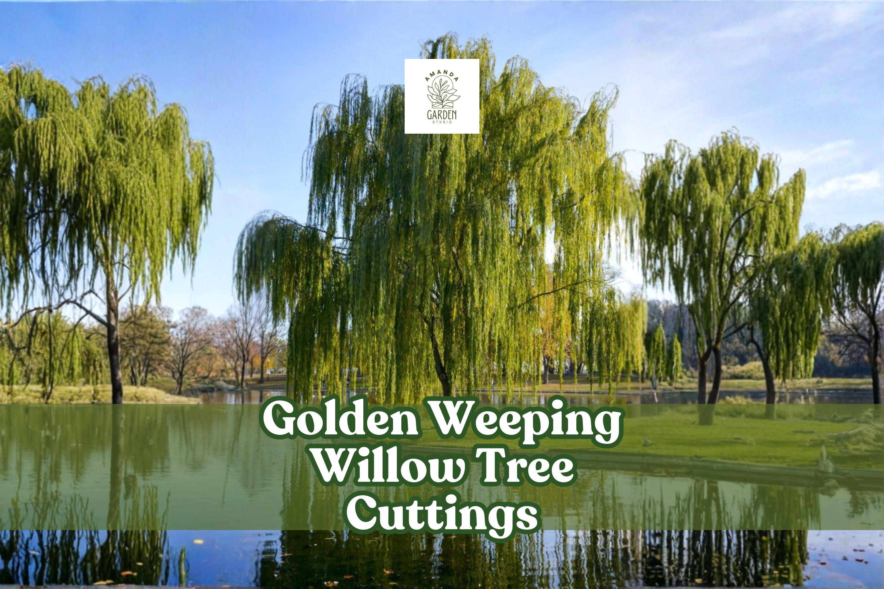 Golden Weeping Willow Tree Cuttings – 4 Live Unrooted Salix alba ‘Tristis’ Fast-Growing Shade Trees