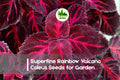 Superfine Rainbow Volcano Coleus Seeds | Multicolor Foliage | Solenostemon scutellarioides