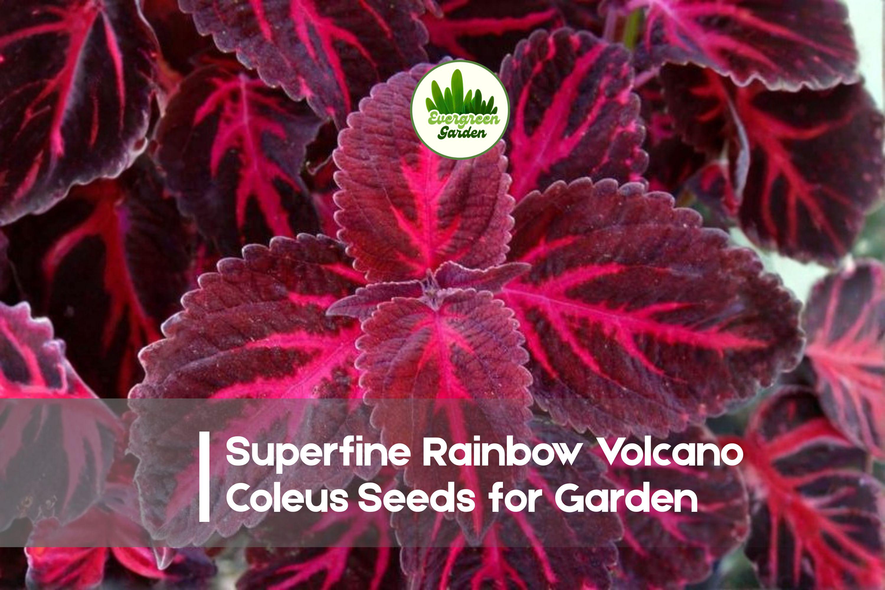 Superfine Rainbow Volcano Coleus Seeds | Multicolor Foliage | Solenostemon scutellarioides