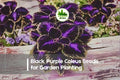 Black Purple Coleus Seeds - 25+ Solenostemon scutellarioides Foliage Seeds for Shade Gardens & Containers