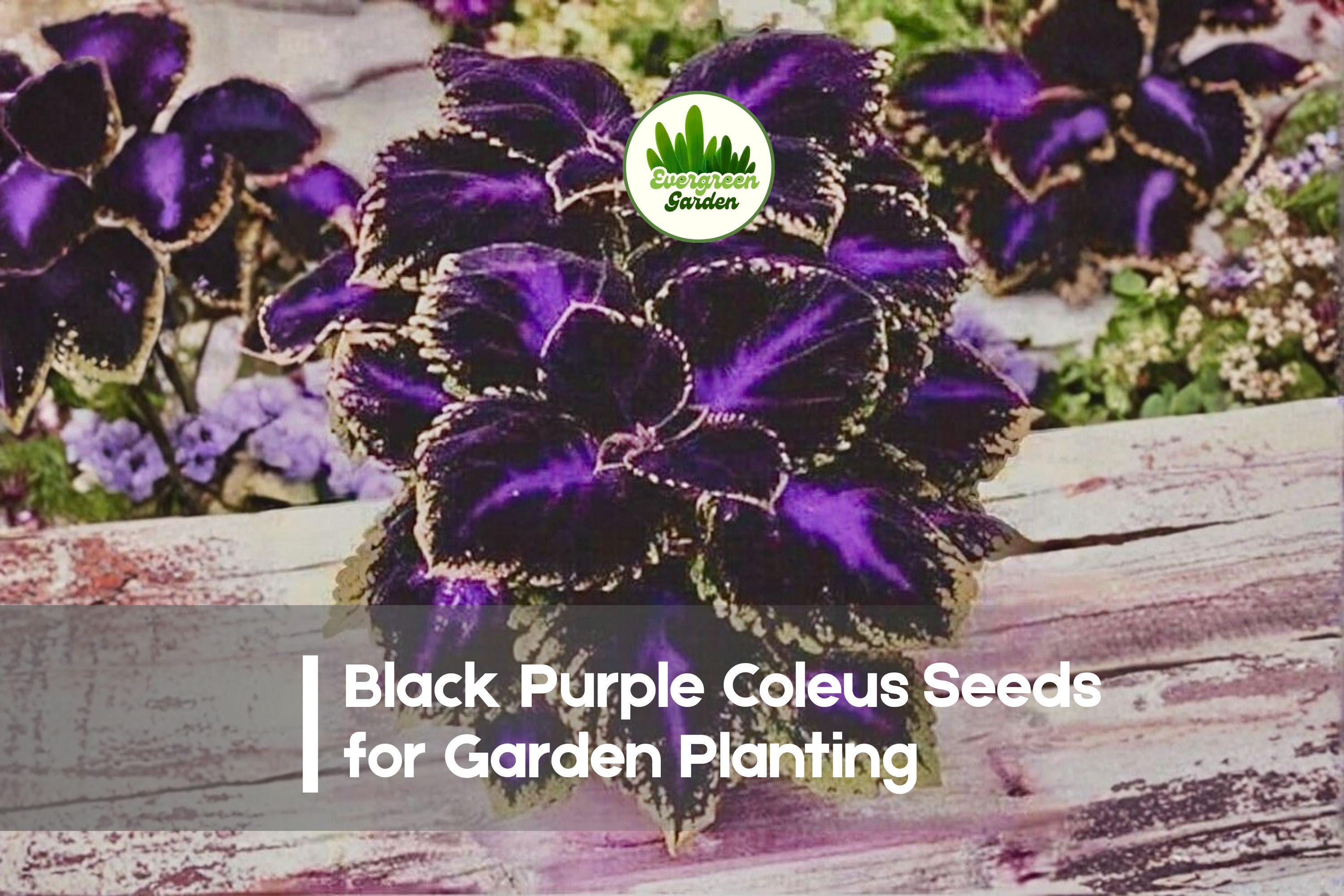 Black Purple Coleus Seeds - 25+ Solenostemon scutellarioides Foliage Seeds for Shade Gardens & Containers