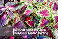 Rekwiat Rainbow Coleus Seeds - Vibrant Multicolored Foliage, Solenostemon scutellarioides, Shade Garden, Indoor & Container Plant