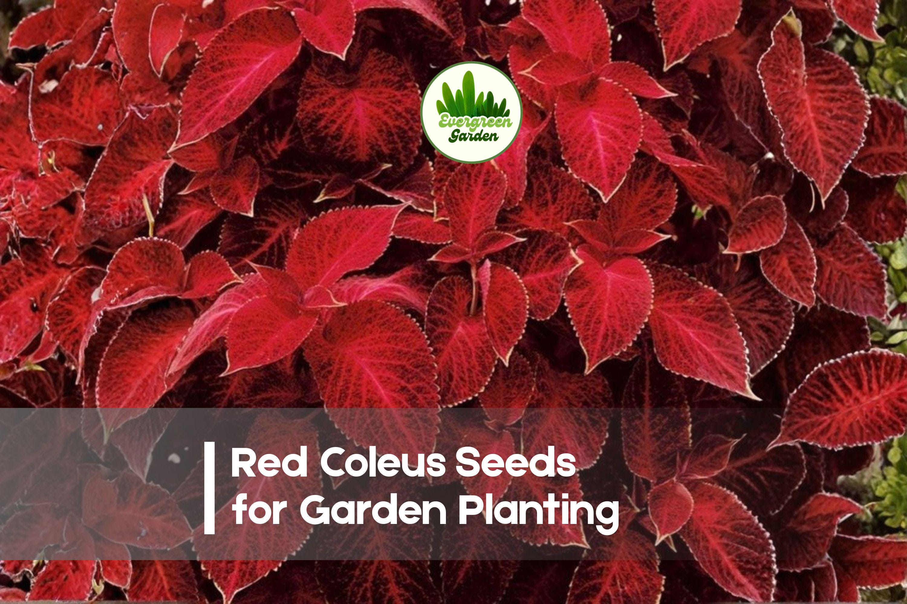 Red Coleus Seeds – 25+ Solenostemon scutellarioides, Vibrant Crimson Foliage, Shade-Tolerant, Easy to Grow, Indoor & Outdoor Gardening