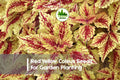 25+ Red Yellow Coleus Seeds - Bright Foliage, Solenostemon scutellarioides, Tropical, Shade Garden, Indoor & Outdoor Plant