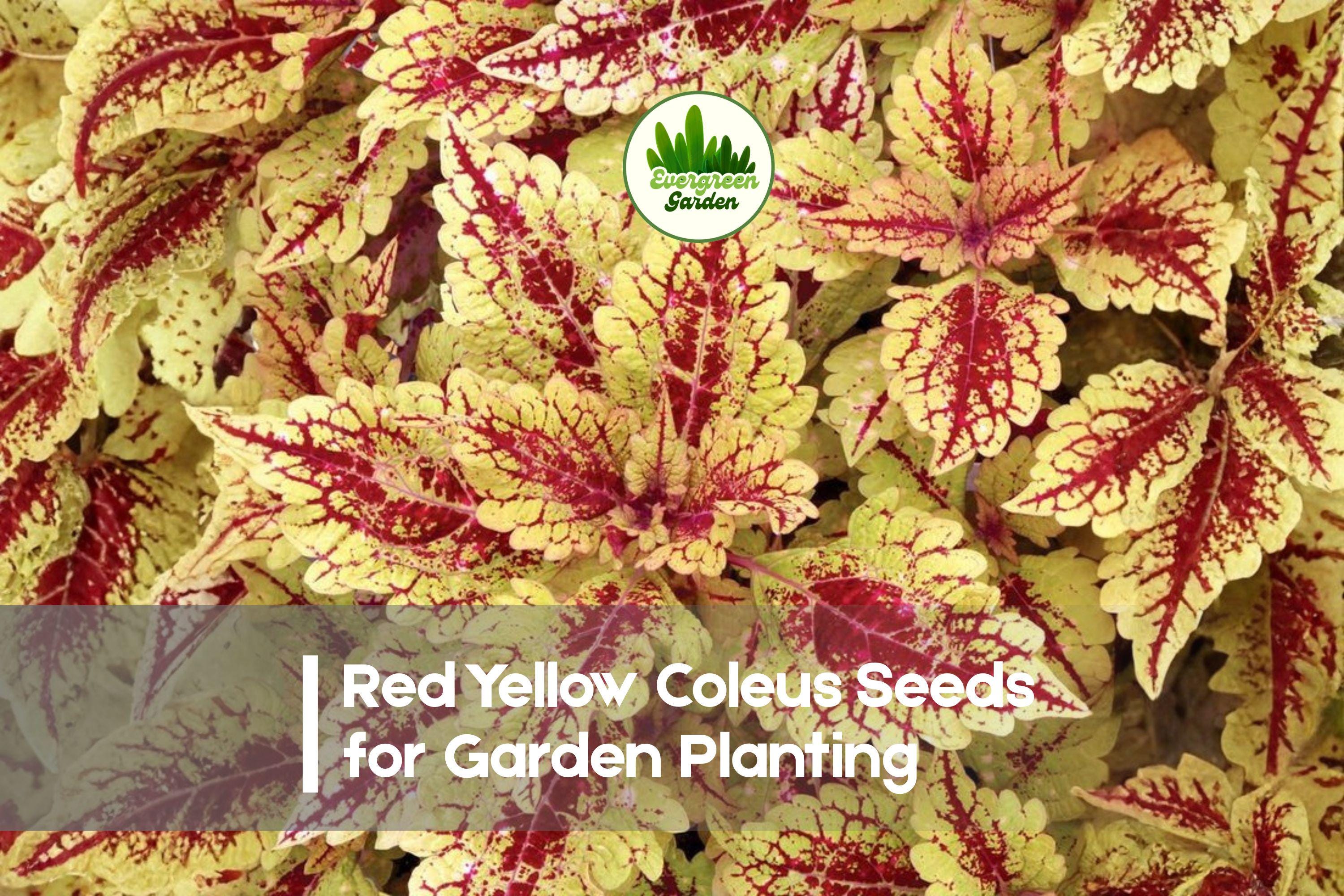 25+ Red Yellow Coleus Seeds - Bright Foliage, Solenostemon scutellarioides, Tropical, Shade Garden, Indoor & Outdoor Plant
