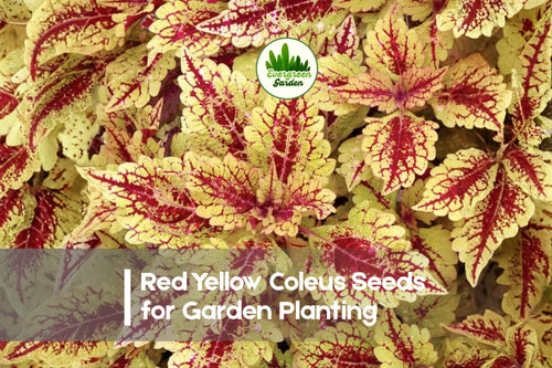 25+ Red Yellow Coleus Seeds - Bright Foliage, Solenostemon scutellarioides, Tropical, Shade Garden, Indoor & Outdoor Plant