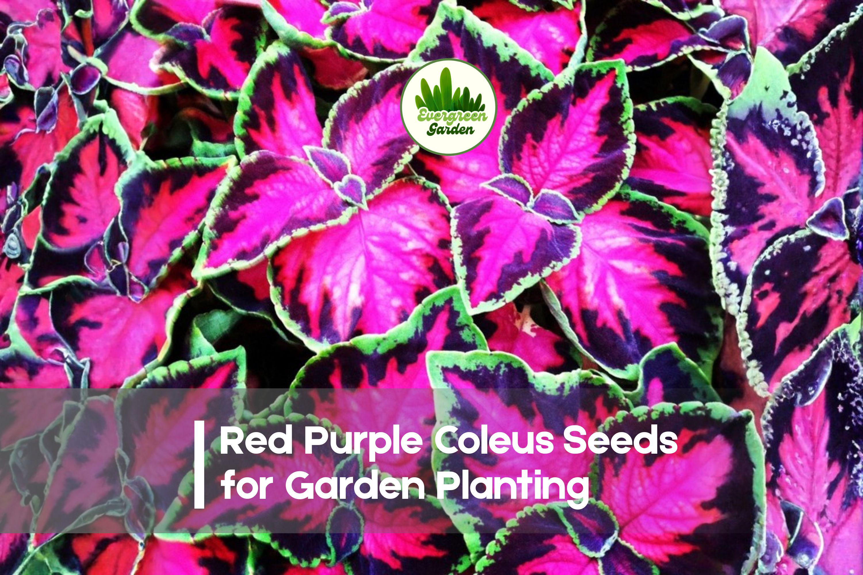 Red Purple Coleus Seeds – 25+ Solenostemon scutellarioides Foliage for Shade Gardens, Pots & Borders