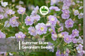 25+ Summer Skies Geranium Seeds | Pelargonium hortorum Blue-Lavender Flowers for Gardens & Containers