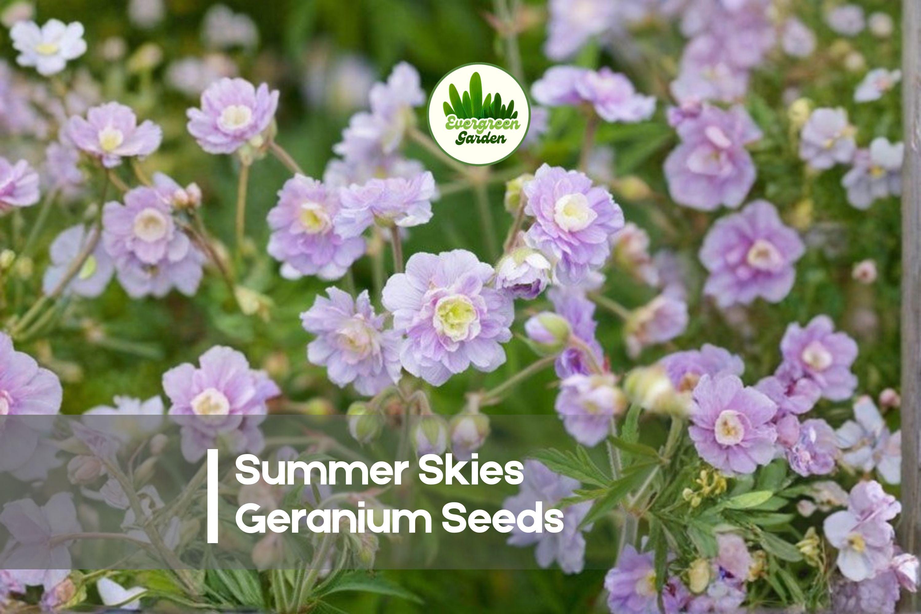 25+ Summer Skies Geranium Seeds | Pelargonium hortorum Blue-Lavender Flowers for Gardens & Containers