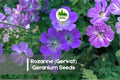 25+ Rozanne Geranium Seeds - Violet-Blue Flowers, Perennial Ground Cover, Pollinator Attracting, Geranium ‘Rozanne’ (Gerwat)