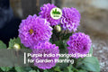 Purple India Marigold Seeds – 25+ Tagetes erecta, Purple Flowering Annual for Borders, Pots & Garden Beds