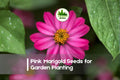 Pink Marigold Seeds - 25+ Soft Pink Flowering Annual - Tagetes erecta for Garden Beds, Pots & Borders