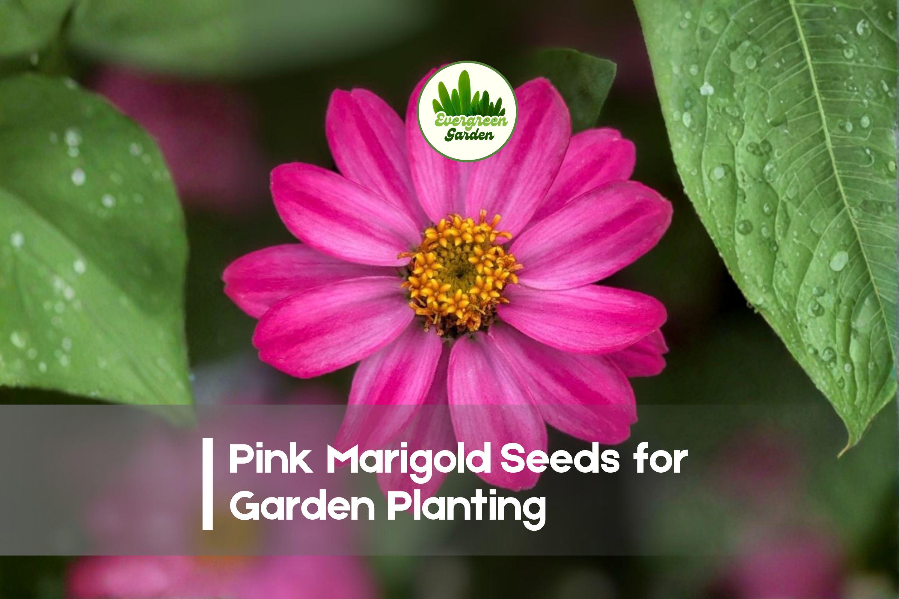 Pink Marigold Seeds - 25+ Soft Pink Flowering Annual - Tagetes erecta for Garden Beds, Pots & Borders