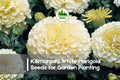 25+ Kilimanjaro White Marigold Seeds - Tagetes erecta, Cream White, Annual Flower for Borders, Containers & Cut Flowers