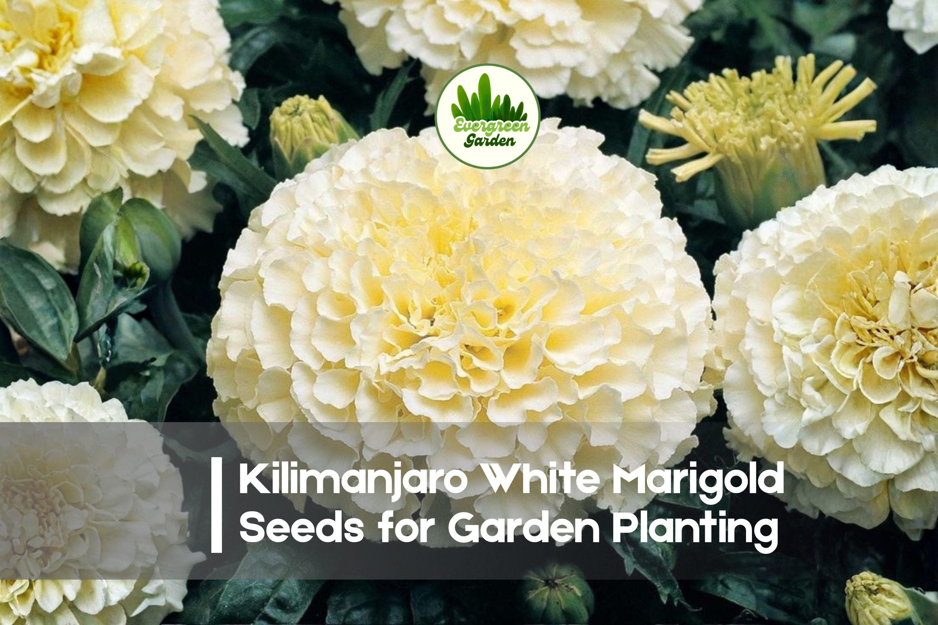 25+ Kilimanjaro White Marigold Seeds - Tagetes erecta, Cream White, Annual Flower for Borders, Containers & Cut Flowers