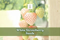 White Strawberry Seeds | Pineberry Fragaria × ananassa Exotic Fruit | 500+ Seeds for Home Garden