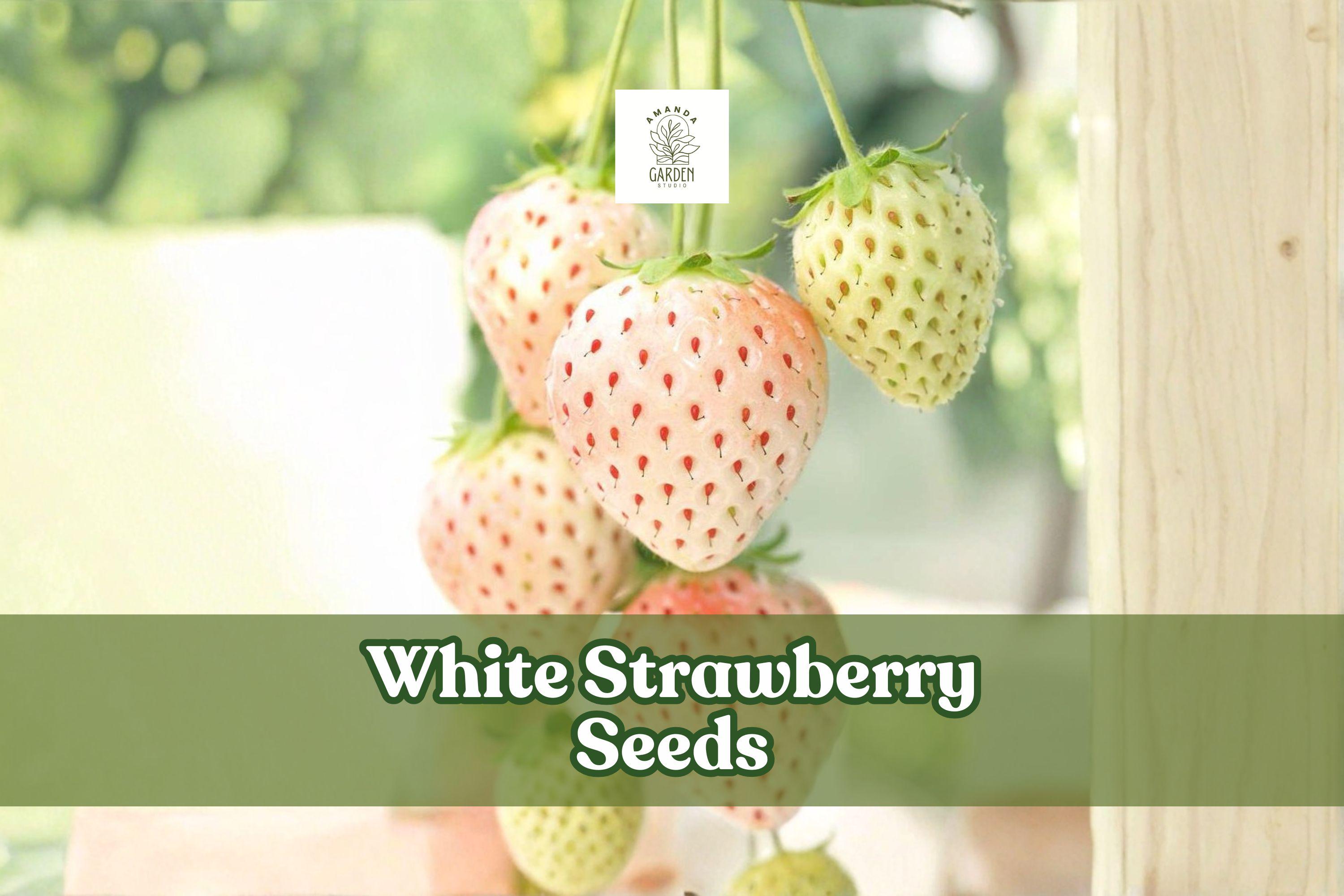 White Strawberry Seeds | Pineberry Fragaria × ananassa Exotic Fruit | 500+ Seeds for Home Garden
