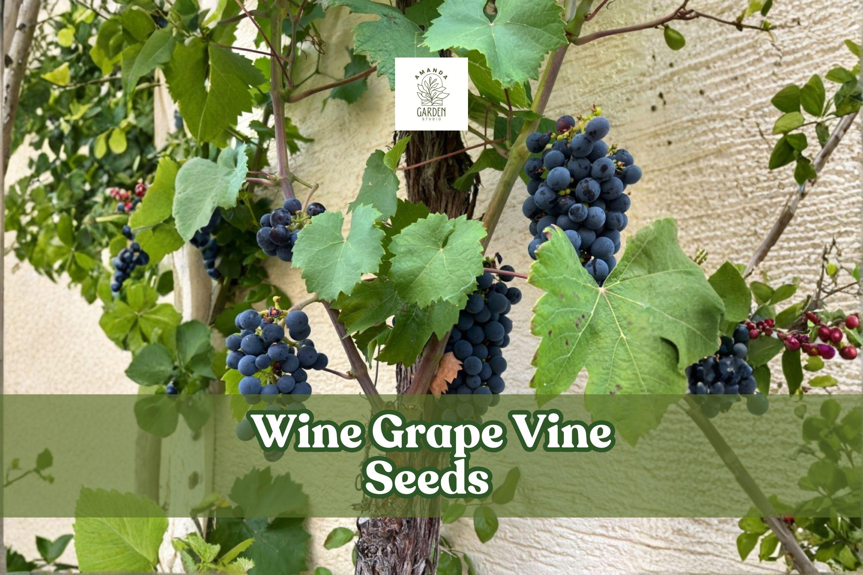 Wine Grape Vine Seeds Vitis vinifera Climbing Plant for Trellises & Landscaping (50 Seeds)