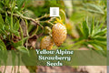 Yellow Alpine Strawberry Seeds – Fragaria vesca var. semperflorens, Rare Non-GMO Edible & Ornamental Fruit, 50 Seeds