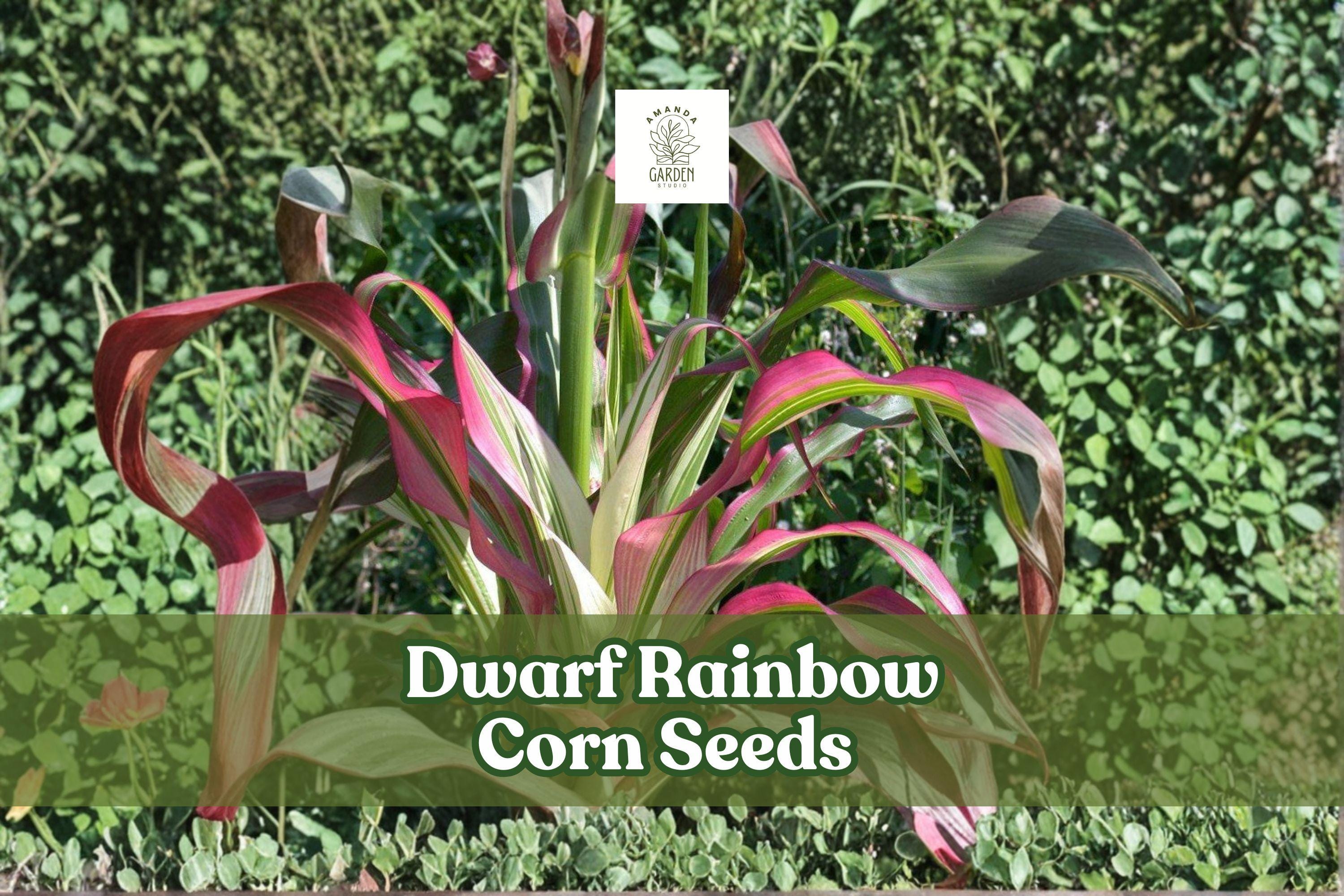 20 Dwarf Rainbow Corn Seeds Zea mays | Ornamental Mini Corn with Multicolored Ears & Striped Leaves