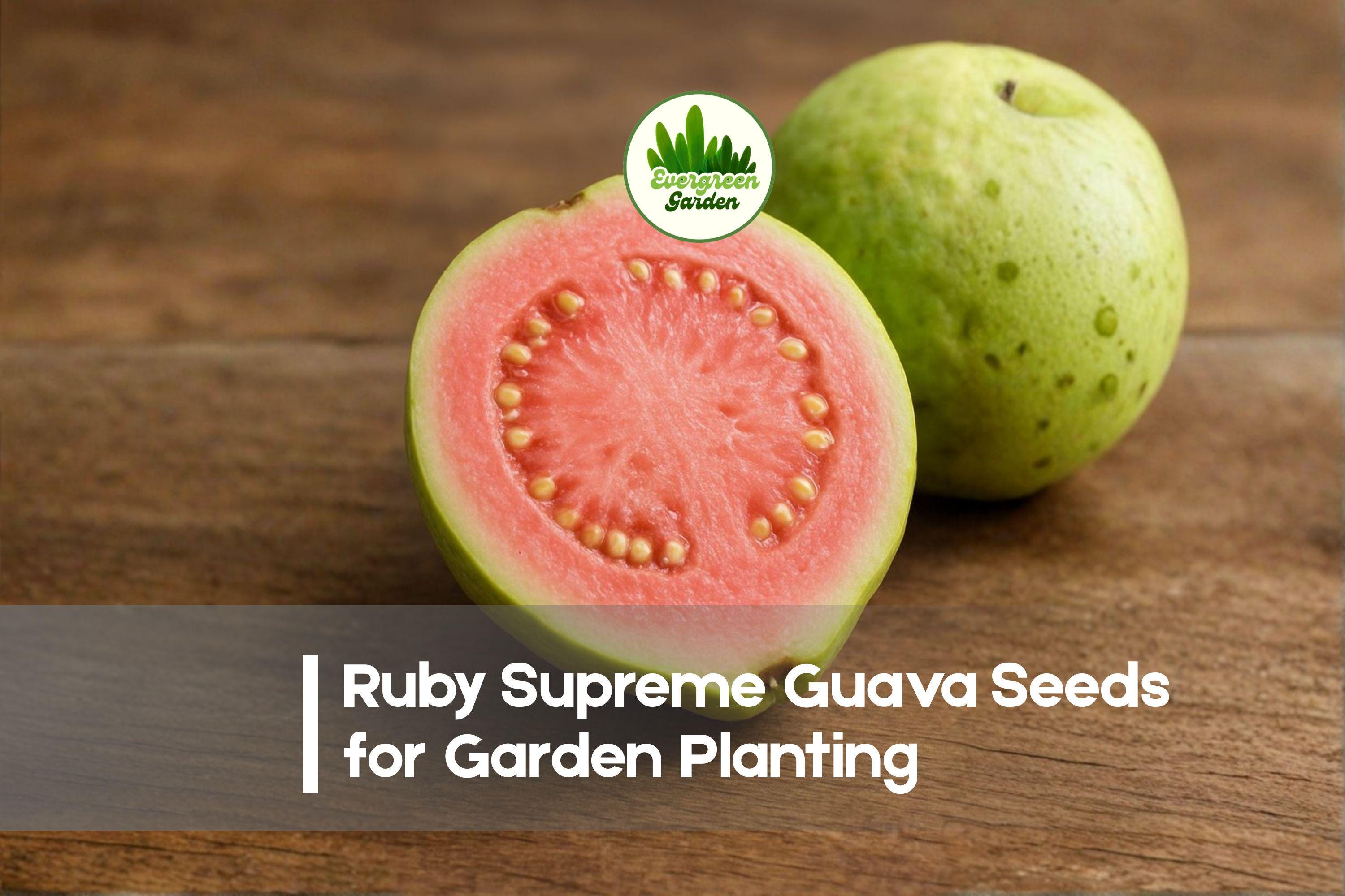 50+ Ruby Supreme Guava Seeds – Tropical Fruit Tree, Pink-Fleshed, Edible Landscaping, Psidium guajava