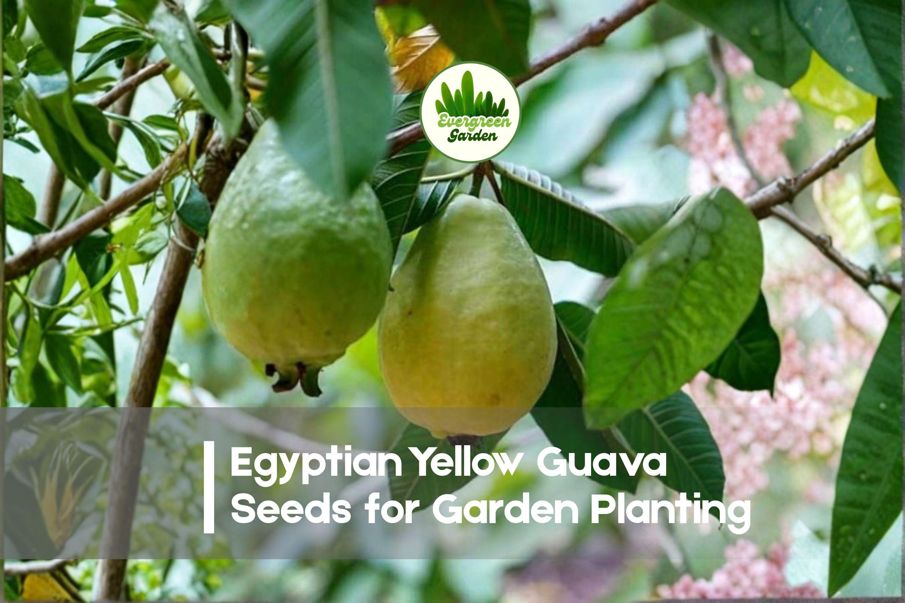 Egyptian Yellow Guava Seeds – Psidium guajava Tropical Fruit Tree, Golden-Yellow Fruit, Edible Garden, Container Planting