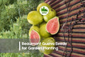 50+ Beaumont Guava Seeds | Psidium guajava Tropical Fruit Tree | Pink Flesh, Edible & Ornamental