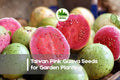 50+ Taiwan Pink Guava Seeds – Tropical Fruit Tree, Pink Flesh, Psidium guajava, Edible Garden, Container Growing