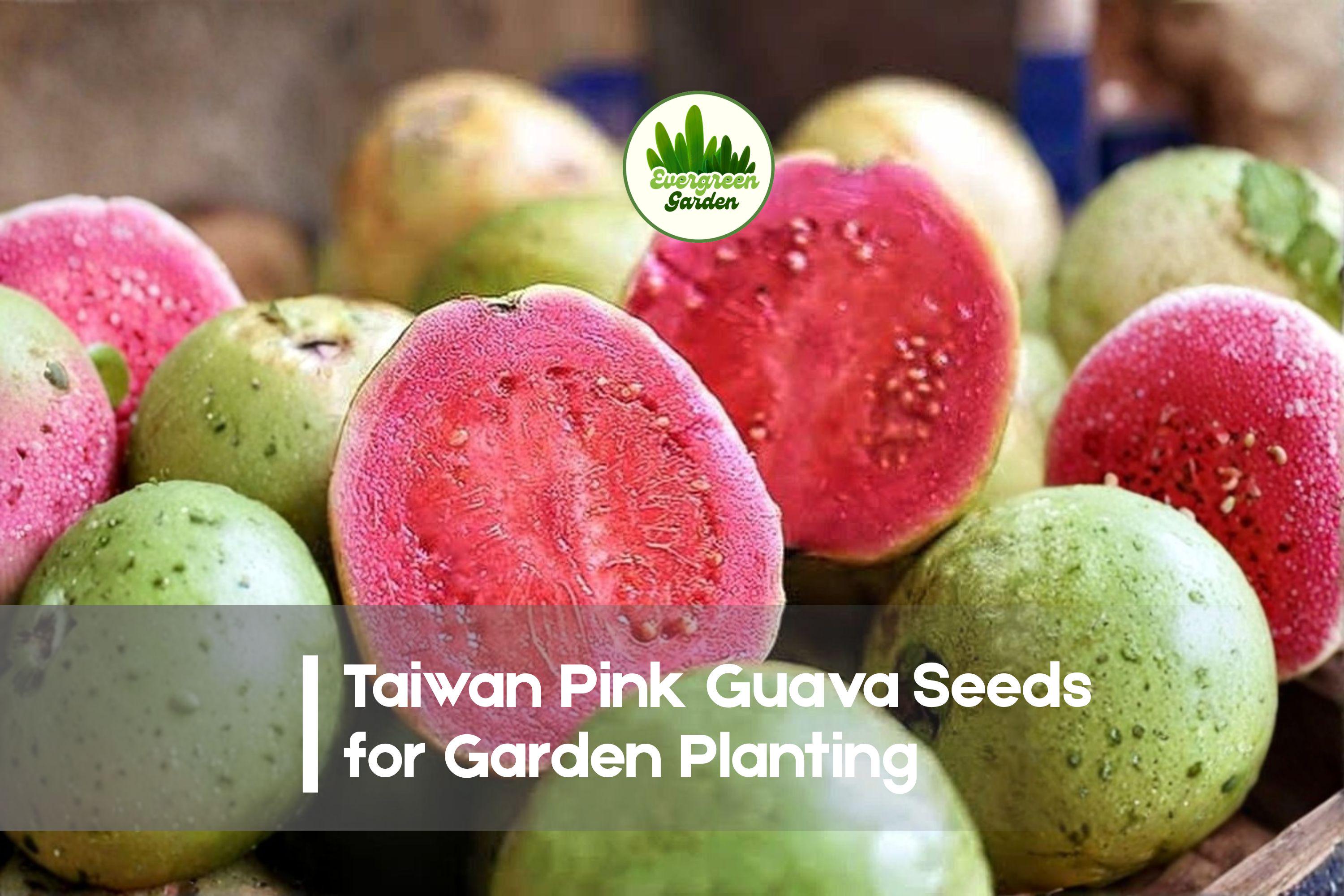 50+ Taiwan Pink Guava Seeds – Tropical Fruit Tree, Pink Flesh, Psidium guajava, Edible Garden, Container Growing