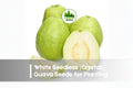 White Seedless Guava Seeds, Psidium guajava, Tropical Fruit Tree, Nearly Seedless, Edible Garden, Juicing, Dessert