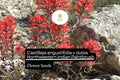Castilleja angustifolia v. dubia Seeds | Northwestern Indian Paintbrush Wildflower | Native Perennial for Garden & Pollinator Attracting