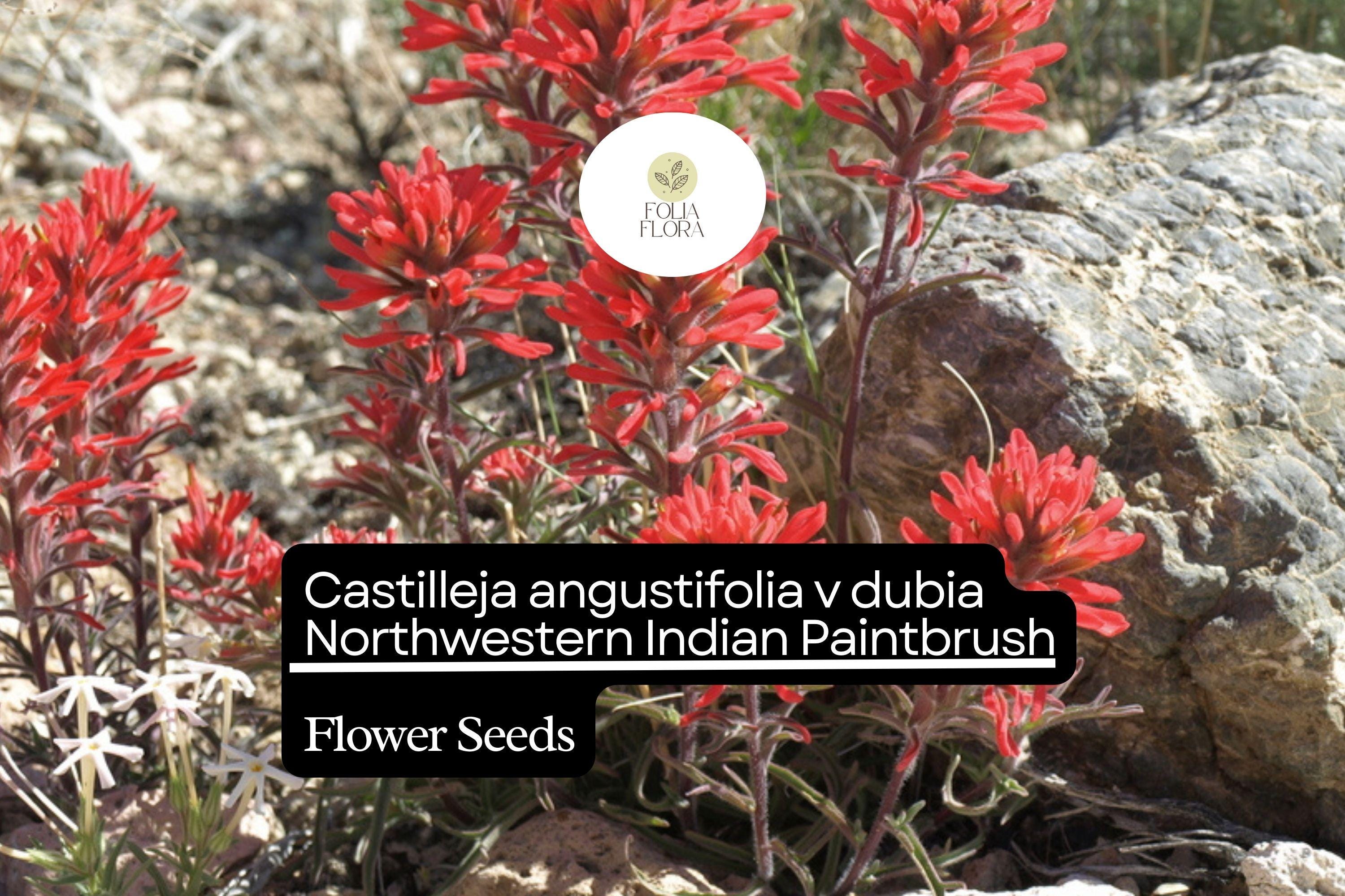 Castilleja angustifolia v. dubia Seeds | Northwestern Indian Paintbrush Wildflower | Native Perennial for Garden & Pollinator Attracting