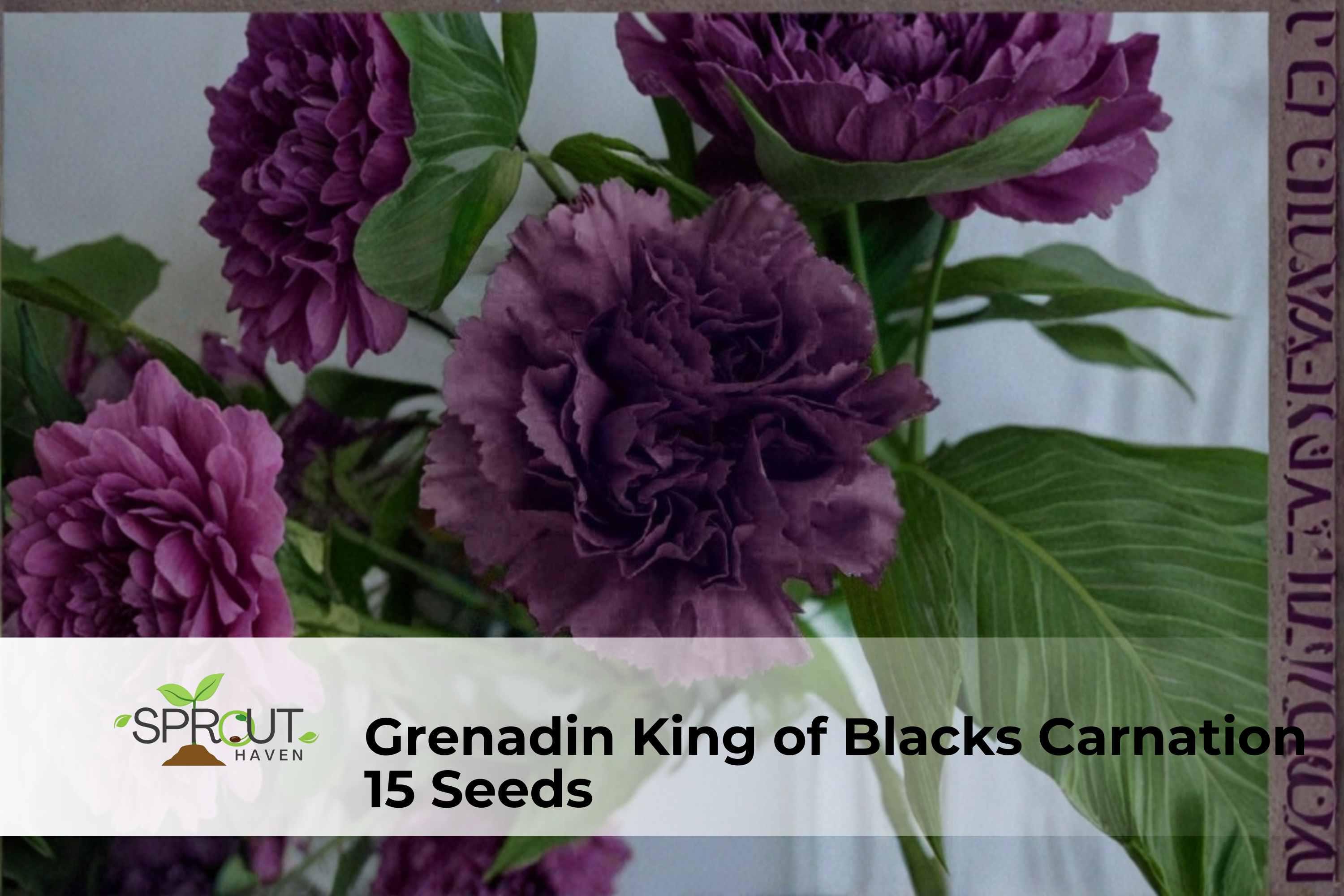 Camellia Flowered Impatiens Seeds – 100 Non-GMO Shade-Loving Annual with Double Blooms in Mixed Colors, Impatiens walleriana