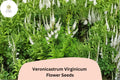 2500 Veronicastrum virginicum Seeds | Culver’s Root Perennial Wildflower | Native White Pollinator Plant