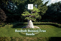 Baobab Tree Seeds | 5 Adansonia digitata Drought-Tolerant Bonsai Seeds for Exotic Garden Display