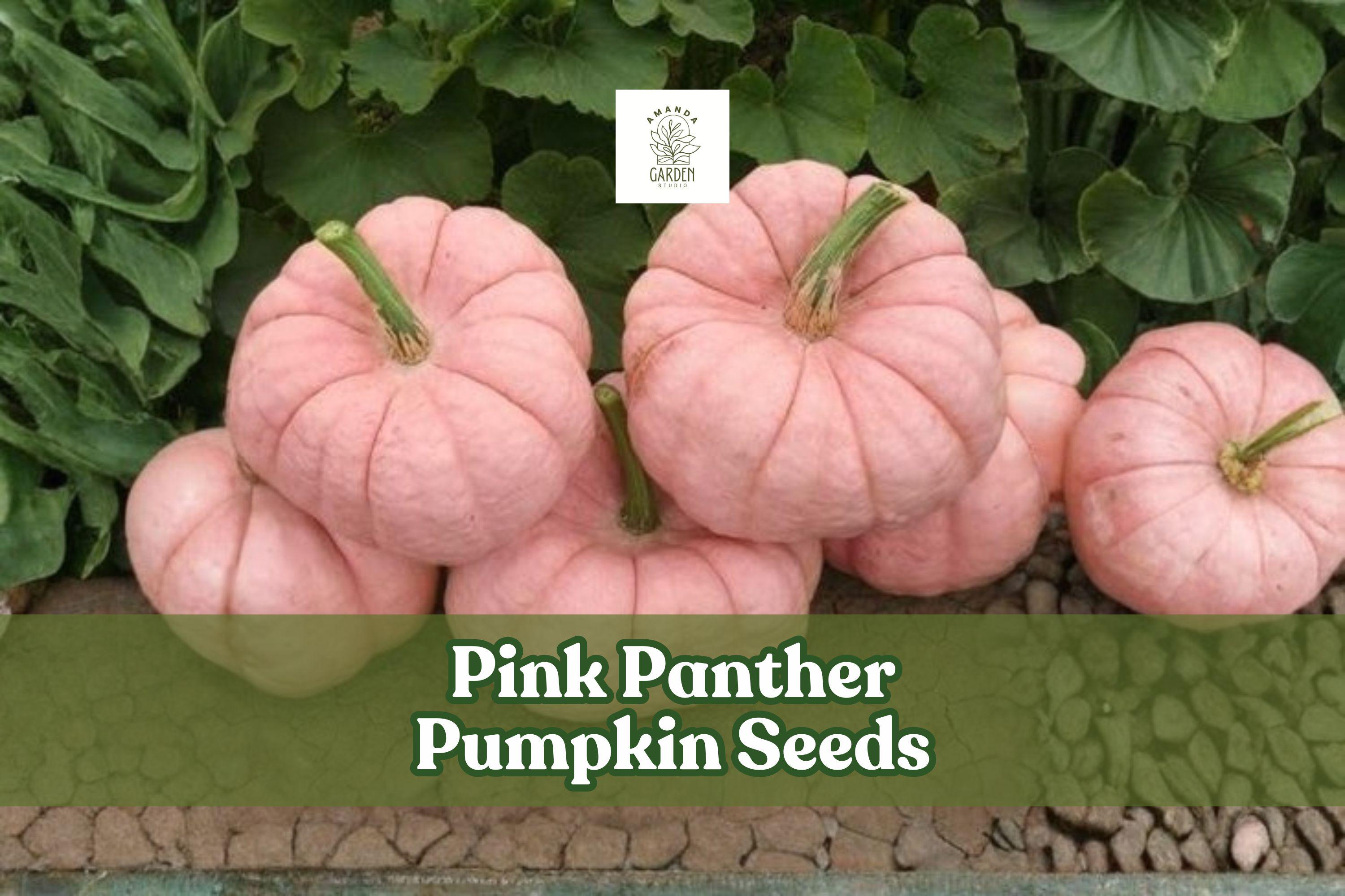 Pink Panther Pumpkin Seeds, Cucurbita maxima, Rare Pink Skinned, Edible Flesh, Garden, Ornamental, 10 Seeds
