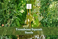 Tromboncino Squash Seeds | Heirloom Italian Cucurbita moschata | Long Curved Zucchini for Gardening, Climbing, Roasting