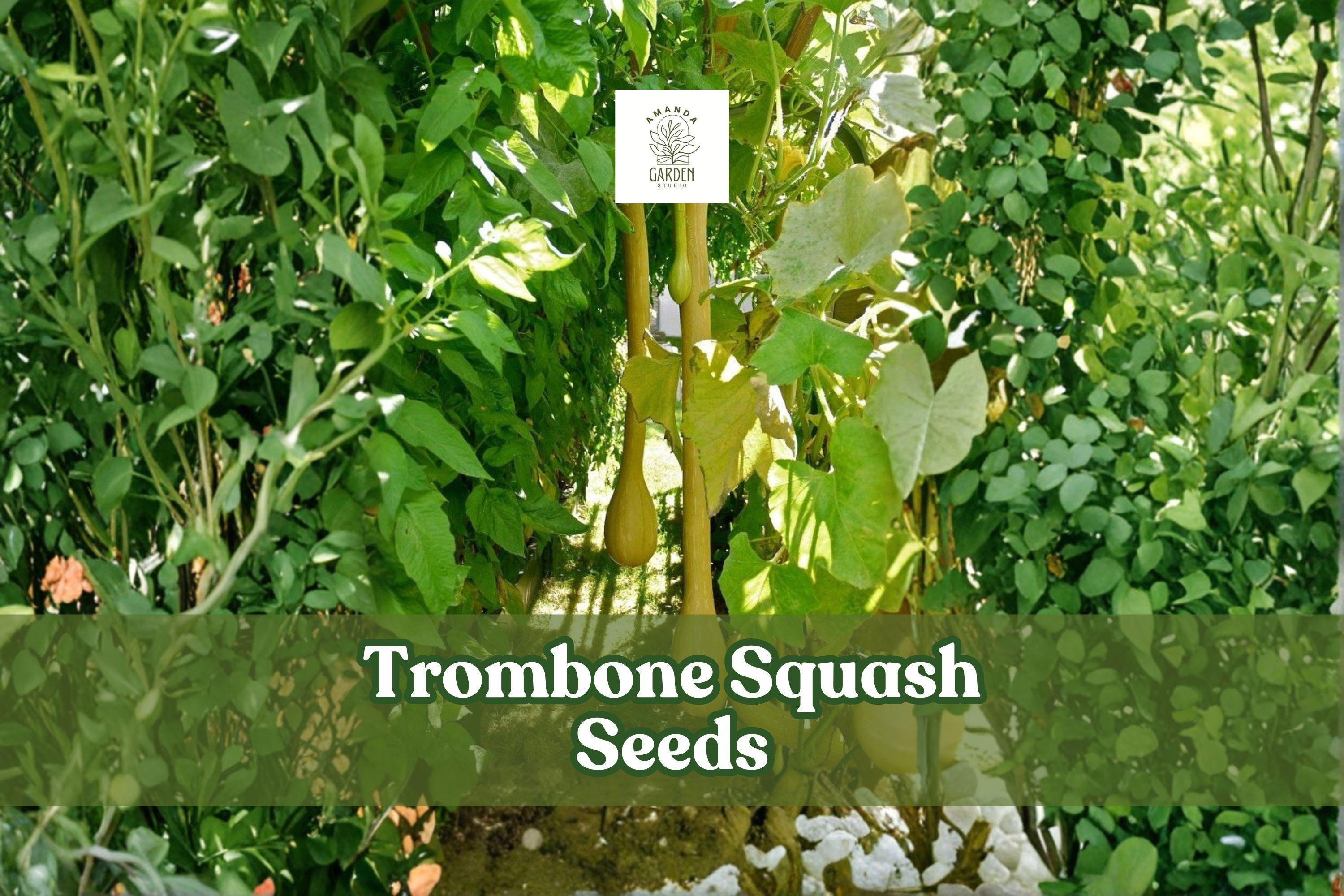 Tromboncino Squash Seeds | Heirloom Italian Cucurbita moschata | Long Curved Zucchini for Gardening, Climbing, Roasting