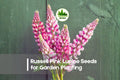 Russell Pink Lupine Seeds - Perennial Flowering Plant, Soft Pink Blooms, Attracts Pollinators, Lupinus polyphyllus, 25+ Seeds
