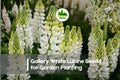 25+ Gallery White Lupine Seeds - Perennial Flowering Plant, White Blooms, Lupinus polyphyllus, Cottage Gardens & Pollinator Attractant
