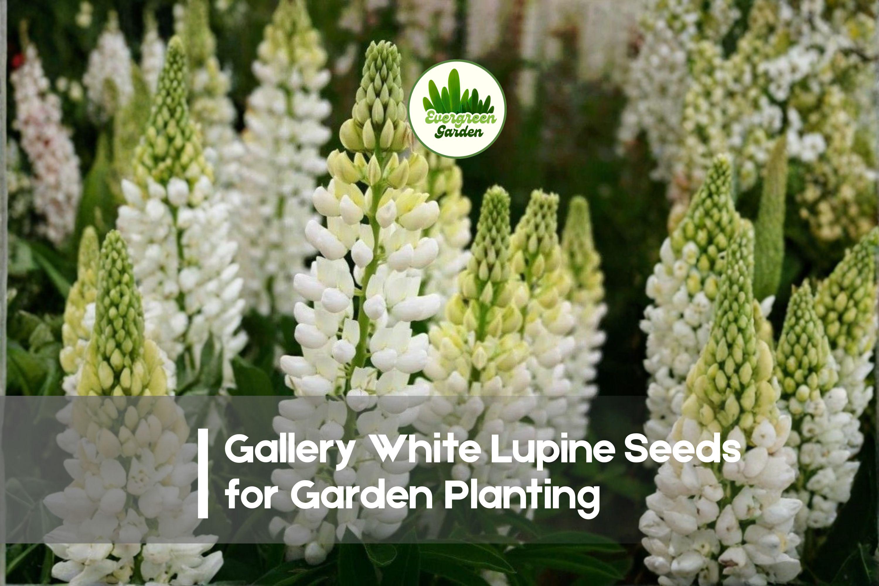 25+ Gallery White Lupine Seeds - Perennial Flowering Plant, White Blooms, Lupinus polyphyllus, Cottage Gardens & Pollinator Attractant