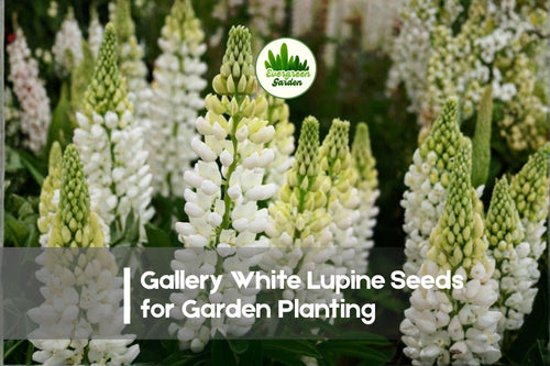 25+ Gallery White Lupine Seeds - Perennial Flowering Plant, White Blooms, Lupinus polyphyllus, Cottage Gardens & Pollinator Attractant